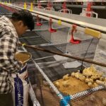 วว. พัฒนาสารเสริมสุขภาพสัตว์ปีกจากจิ้งหรีดทองดำ ช่วยลดปริมาณเชื้อก่อโรค/กระตุ้นการเจริญเติบโต