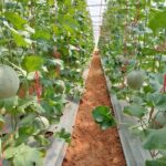 บ้านห้วยเป้า เชียงใหม่ พลิกฟื้นจากเกษตรเคมี สู่ชุมชนต้นแบบยั่งยืน ภายใต้แนวทางพัฒนาแบบโครงการหลวง