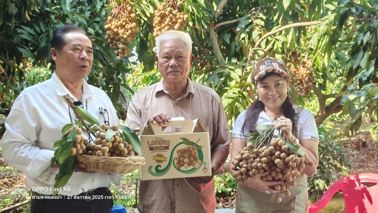 เกษตรกรบ้านแพ้ว เปิดเคล็ดลับทำให้ลำไยเนื้อแน่น หวานกรอบ เมล็ดเล็ก แห้ง