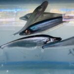 สุดยอด กรมประมง..ทำสำเร็จ! เพาะพันธุ์ “ปลาน้ำเงิน” ด้วยเทคนิคใหม่ ช่วยลดการสูญเสียพ่อแม่พันธุ์ เดินหน้าพัฒนาสู่สัตว์น้ำเศรษฐกิจมูลค่าสูง ควบคู่การฟื้นฟูทรัพยากรในระบบนิเวศอย่างยั่งยืน