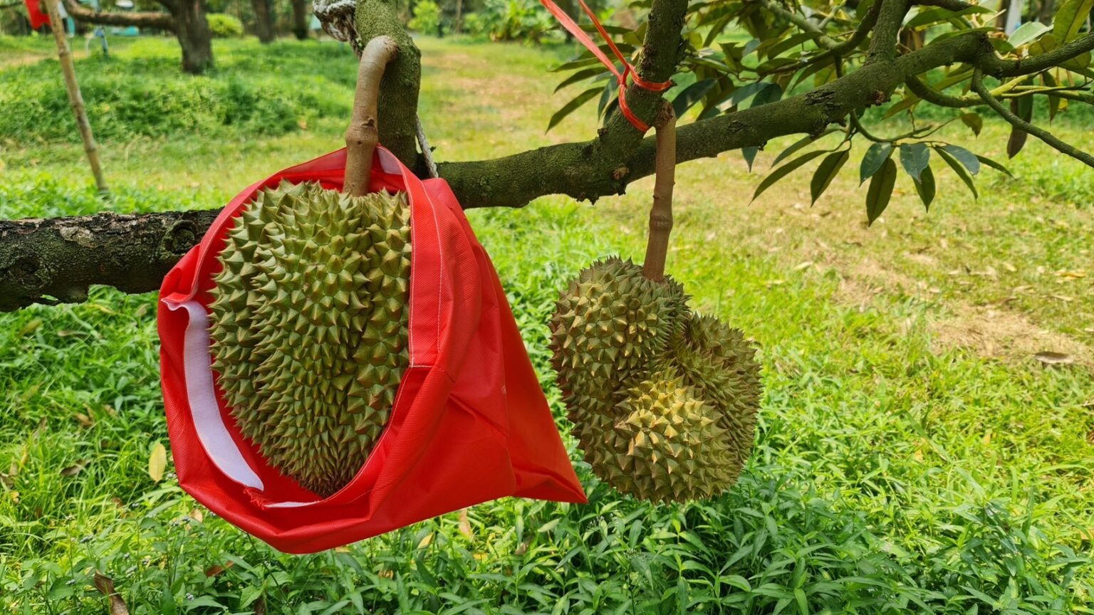 สวทช. อัปเกรด “ทุเรียนไทย” สู่เกษตรอัจฉริยะครบวงจร พลิกโฉมใหม่ด้วยวิจัยและนวัตกรรม แก้ปัญหาทุเรียนอ่อน ชูถุงห่อป้องกันหนอน-แมลง