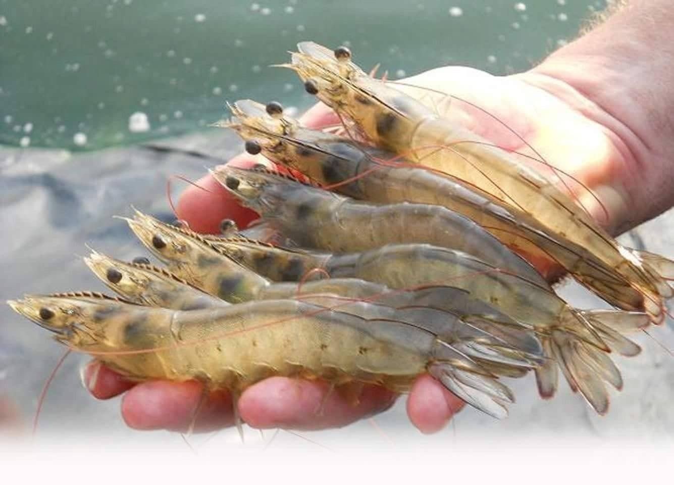 เกษตรกรผู้เลี้ยงกุ้งทะเลได้เฮ กรมประมงชวนเข้าร่วมโครงการลดต้นทุนการผลิตด้วยโซลาร์เซลล์ พร้อมหนุนงบ 50% สมัครได้ตั้งแต่วันที่ 1 ก.ย. – 16 ต.ค. นี้