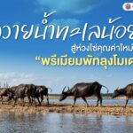 ควายน้ำทะเลน้อย สู่ห่วงโซ่คุณค่าใหม่ด้วย “พรีเมียมพัทลุงโมเดล” ชูขึ้นบัญชีมรดกภูมิปัญญาทางวัฒนธรรมของจ.พัทลุง