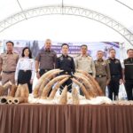 ตะลึง กรมศุลกากรทลายขบวนการลักลอบค้างาช้างข้ามชาติ จากประเทศแซมเบีย ซุกซ่อนอยู่ในไม้แปรรูป ตรวจยึดกว่า 3.1 ตัน มูลค่าสูงถึง 155 ล้านบาท